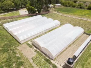 Економія тепла та доступність плівки: сучасні технології теплиць в Україні