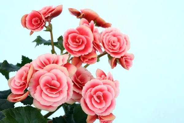 Бегонія бульбова